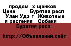 продам 2х щенков › Цена ­ 10 - Бурятия респ., Улан-Удэ г. Животные и растения » Собаки   . Бурятия респ.